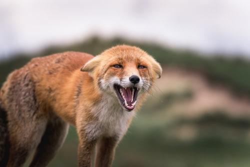 Бешенство у собак